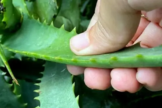 Zeaksantyna - codzienna ochrona oczu